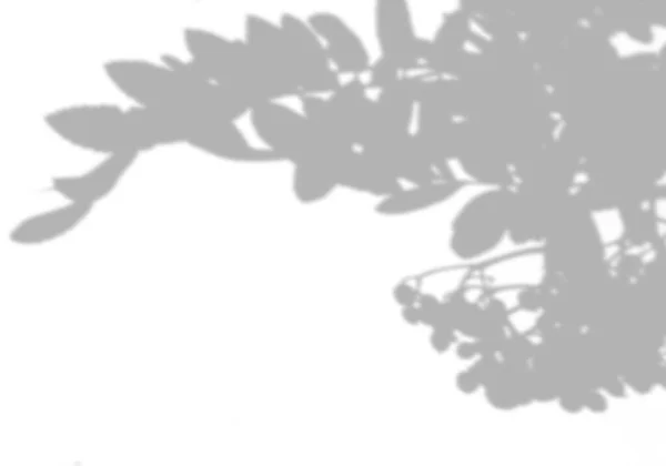 白い壁に山灰の葉から夏の背景影。モックアップ上のオーバーレイのための白と黒の背景 — ストック写真