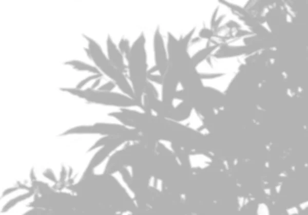 Summer background shadows from peony leaves on a white wall. White and black background to overlay on the mockup — 图库照片