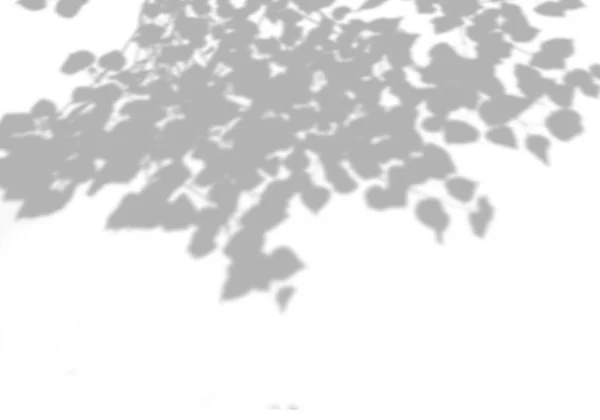 Sommar bakgrund skuggor från lövverk av ett träd på en vit vägg. Vit och svart bakgrund för overlay på mockup — Stockfoto