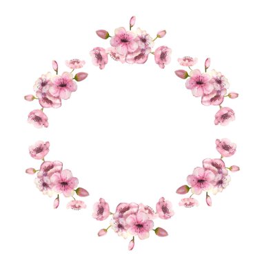 Beyaz izole bir arka planda pembe sakura çiçekleri açan bir çelenk. Suluboya çizimi