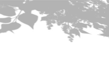 Beyaz bir duvardaki ağacın yapraklarının arka plan gölgeleri. Model üzerinde kaplama için beyaz ve siyah arkaplan