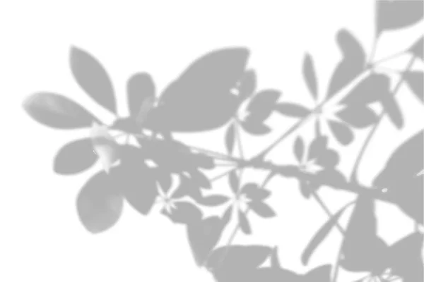 Літній фон тіней з критого дерева щастя на білій стіні. Білий і чорний фон для накладання на макет — стоковий вектор