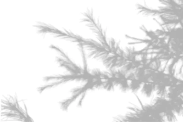 Summer background shadows from the foliage of a tree fir on a white wall. White and black background for overlay on mockup — Vetor de Stock