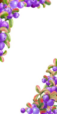 Beyaz arka planda olgun irgi çilekleri olan dikey çerçeve. Grafik elementi. Suluboya çizimi