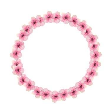 Beyaz izole bir arka planda pembe sakura çiçekleri açan bir çelenk. Suluboya çizimi