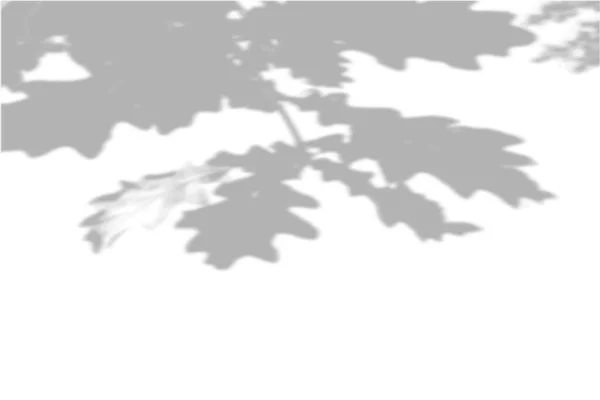 Sommar bakgrund skuggor från lövverk av en trädek på en vit vägg. Vit och svart bakgrund för overlay på mockup — Stock vektor
