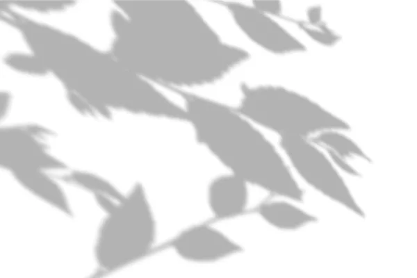 Sommar bakgrund skuggor från alm blad på en vit vägg. Vit och svart bakgrund för overlay på mockup — Stock vektor