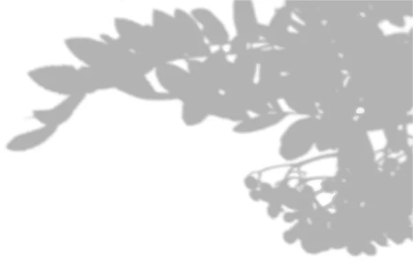 Sommar bakgrund skuggor från bladen av rönn på en vit vägg. Vit och svart bakgrund för overlay på mockup — Stock vektor
