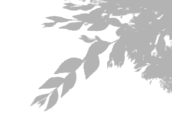 Sommar bakgrund skuggor från alm blad på en vit vägg. Vit och svart bakgrund för overlay på mockup — Stock vektor