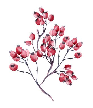 Kırmızı böğürtlenli suluboya dal. Kış meyvesi