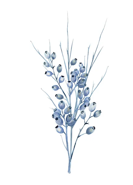 Ramita de acuarela con bayas azules. Bayas de invierno —  Fotos de Stock