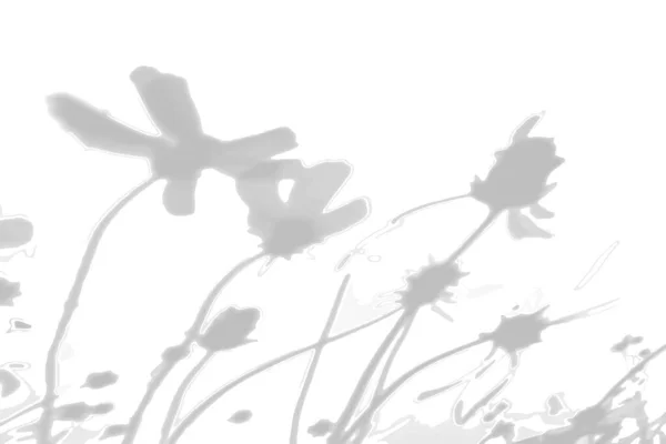 Fondo de verano de la sombra de una ramita de hierba de campo en una pared blanca. Blanco y negro para fotos o maquetas — Vector de stock