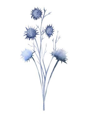 Suluboya kış devedikeni. Tarla ölü odun