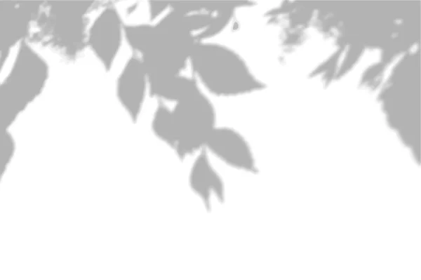 Nyári háttér árnyékok szilfa levelek egy fehér falon. Fehér és fekete háttér overlay a mockup — Stock Vector