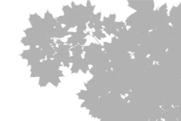Nyári háttér árnyékok a lombozat egy fa juhar egy fehér falon. Fehér és fekete háttér overlay a mockup — Stock Vector