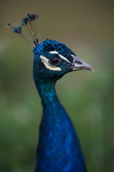 Retrato de pavão azul — Fotografia de Stock