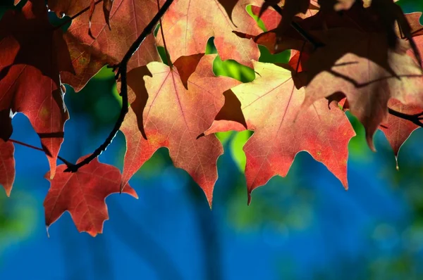 Висячі Осіннє листя — стокове фото