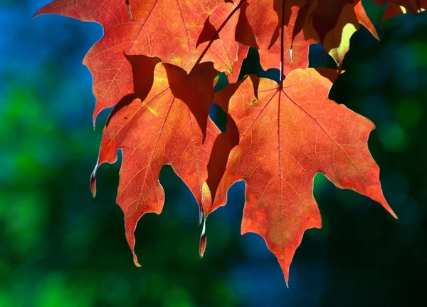 Hanging autumn leaves — Stock Photo, Image