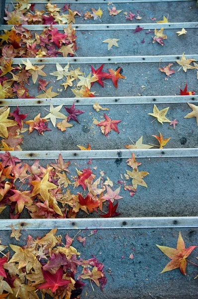 Осенние листья на ступеньках — стоковое фото