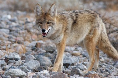 coyote strolling clipart