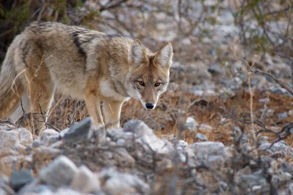 Voorzichtig coyote — Stockfoto