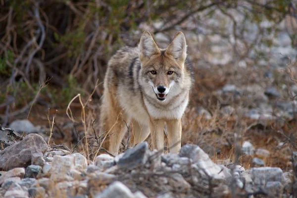 Coyote op zoek — Stockfoto