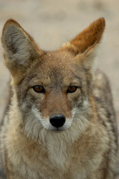 Coyote portrait — Stock Photo, Image