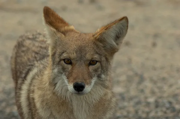 Ritratto di coyote — Foto Stock