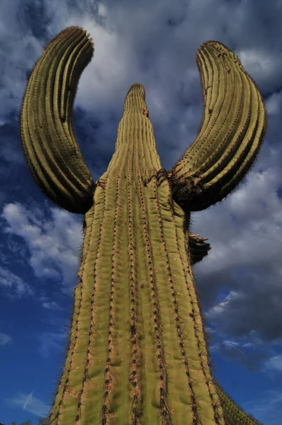Płonący kaktus — Zdjęcie stockowe