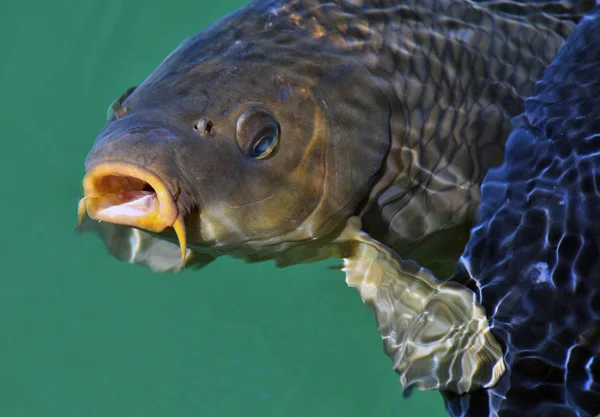 Lake mead carp — Stock Photo, Image