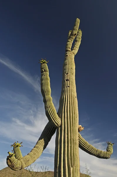 Arizona kaktus — Zdjęcie stockowe