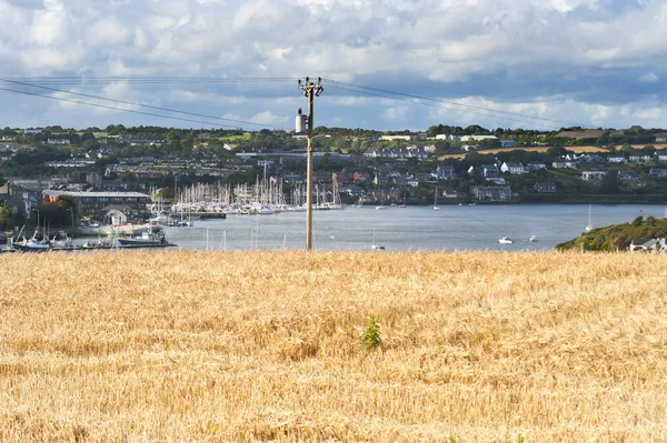 Wheat field — Stock Photo, Image