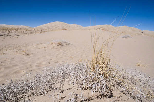 Dunas de areia Kelso e vegetação — Fotografia de Stock