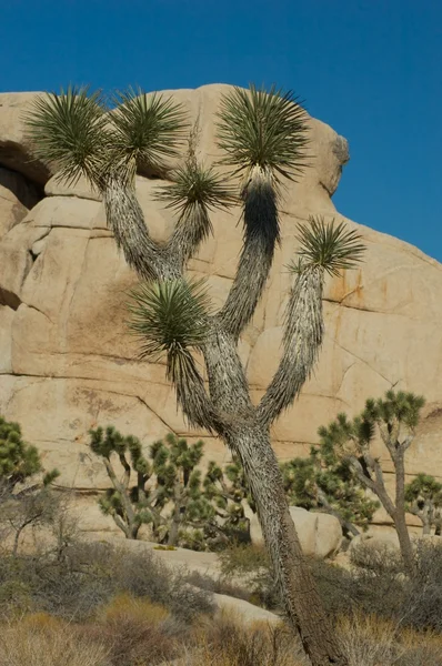 Paysage rocheux Joshua Tree — Photo