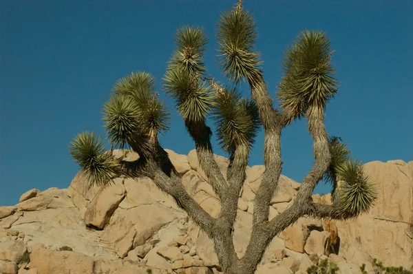 Rotsachtige joshua tree landschap — Stockfoto