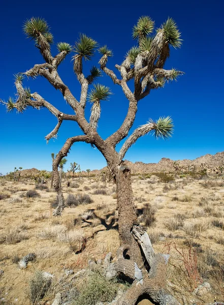 Joshua Tree — Stockfoto