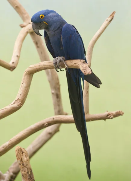 Guacamayo de jacinto — Foto de Stock