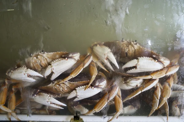 Crabes dans un réservoir d'eau — Photo