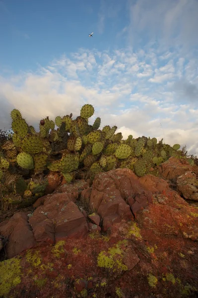 Cielo di cactus di roccia rossa — Foto Stock