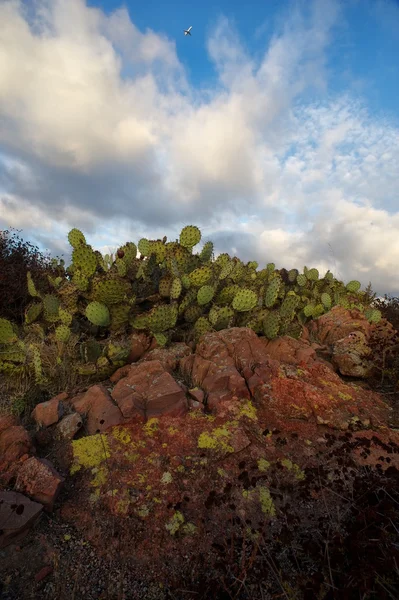 Rood rots cactus en hemel — Stockfoto