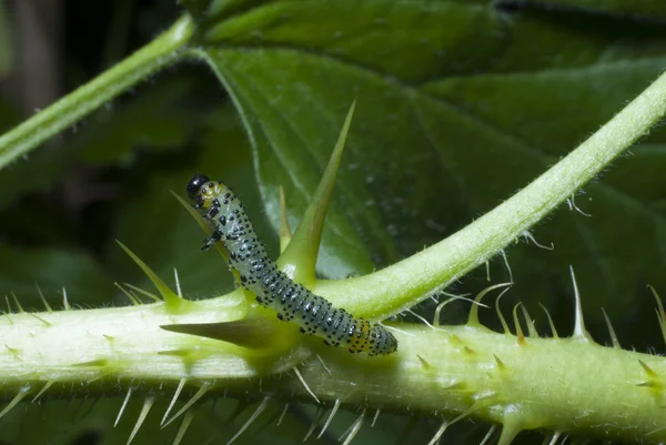 Caterpillar tarama — Stok fotoğraf