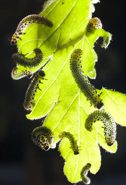 Caterpillars eating leaf — Stock Photo, Image