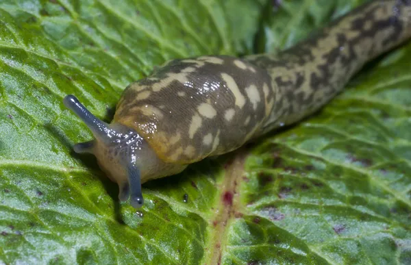 Tijger slak kruipen — Stockfoto