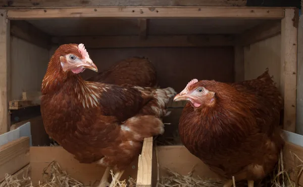 Free range farm hens — Stock Photo, Image