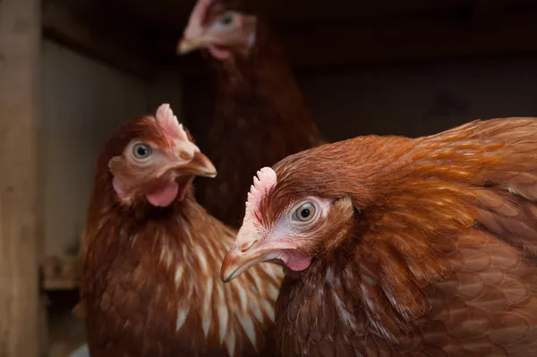 Farm hens indoors — Stock Photo, Image