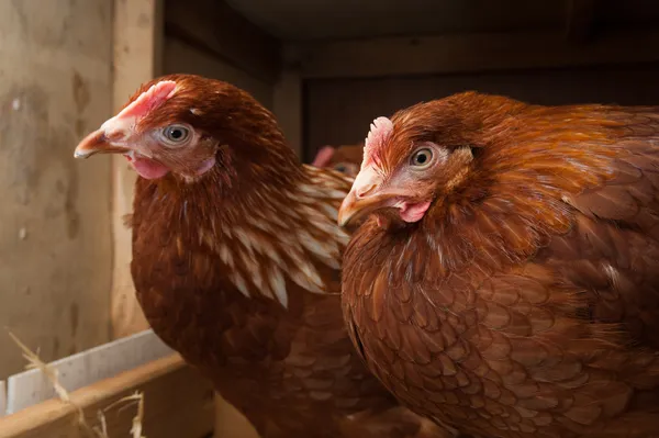 Galinhas em repouso no galinheiro — Fotografia de Stock