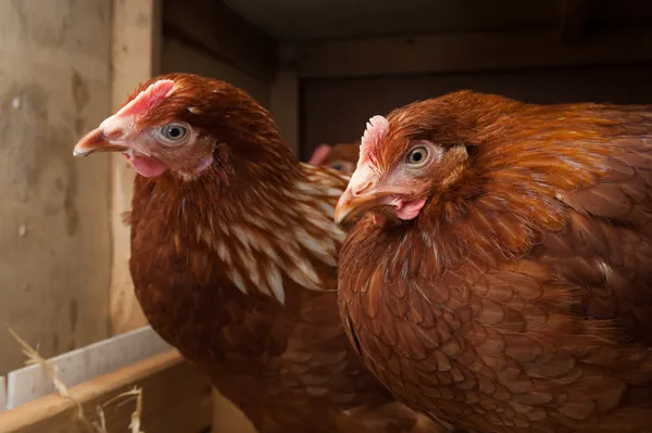 Gallinas en reposo en el gallinero — Foto de Stock