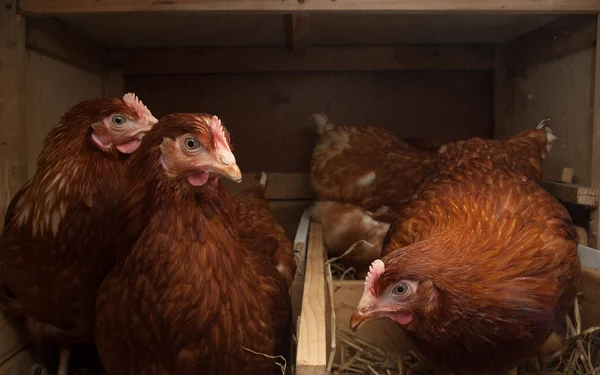 Hens in the chicken coop