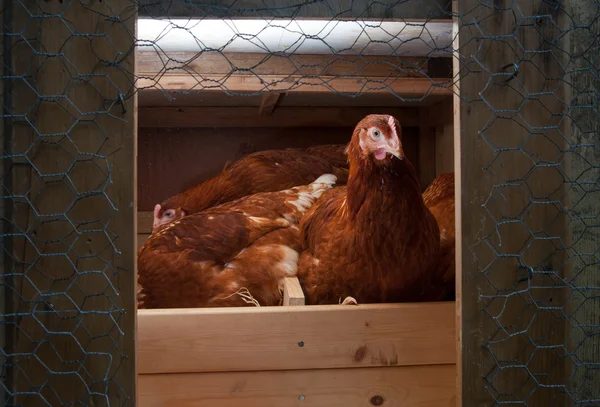 笼养鸡 — 图库照片