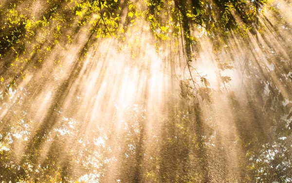 Chuva de raio de sol de chuva âmbar — Fotografia de Stock